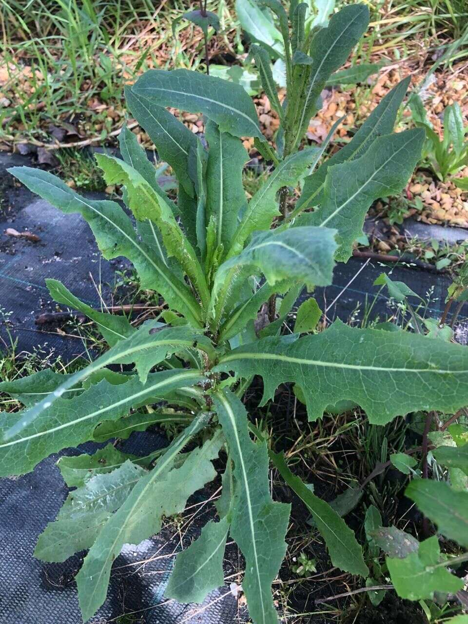 Wild Lettuce - Weedopedia